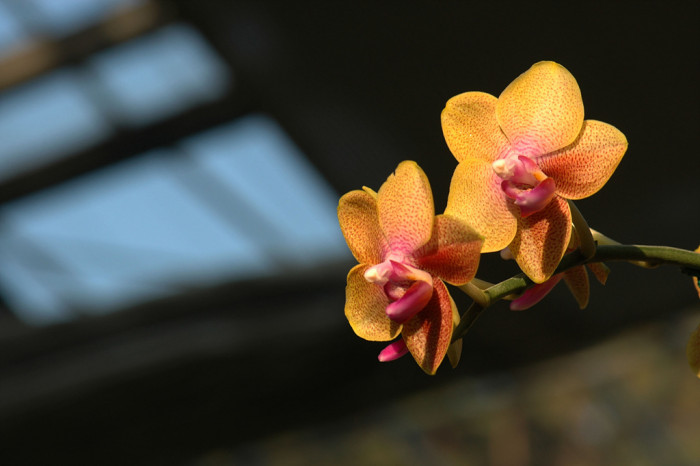 호접란 - Moth orchids, phalaenopsis