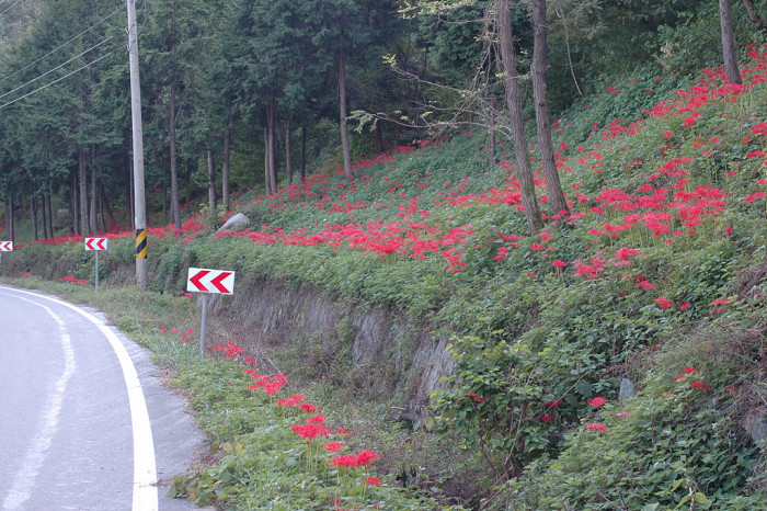 석산 - red spider lily, Lycoris radiata