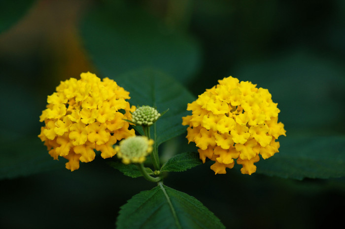 란타나 - Spanish Flag, West Indian Lantana, Lantana camara