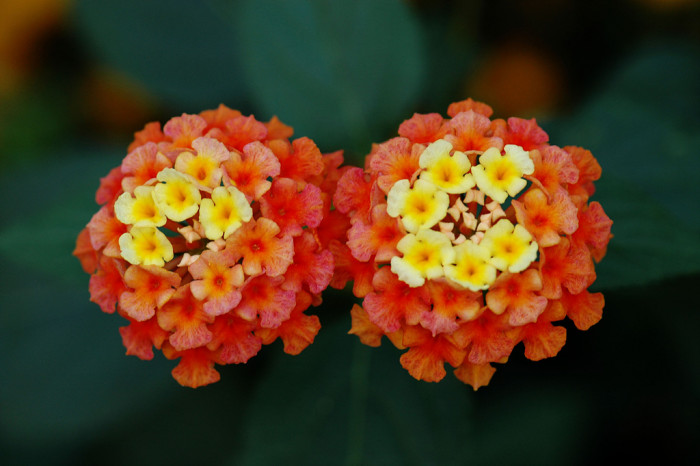 란타나 - Spanish Flag, West Indian Lantana, Lantana camara