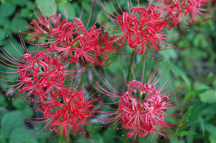 석산 - red spider lily, Lycoris radiata