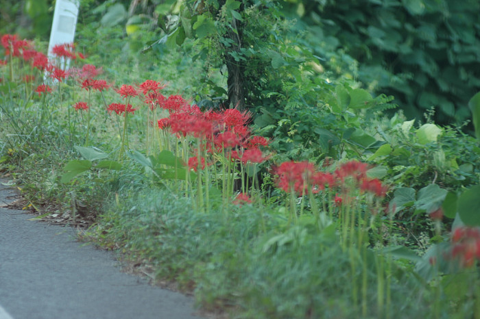 석산 - red spider lily, Lycoris radiata