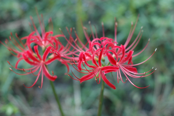 석산 - red spider lily, Lycoris radiata