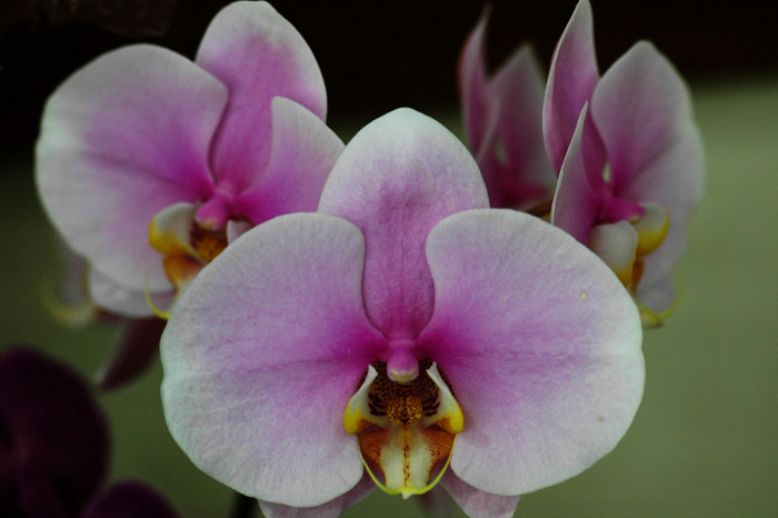 호접란 - Moth orchids, phalaenopsis
