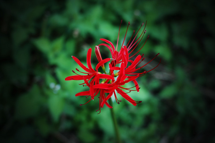 석산 - red spider lily, Lycoris radiata