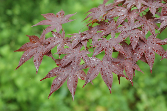단풍나무 - Acer palmatum Thunb. ex Murray, Acer palmatum Thunb. ex Murray