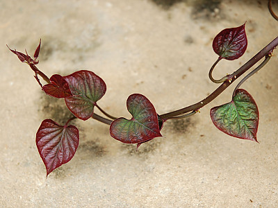 고구마 사진 - Ipomoea batatas (L.) Lam. Photos