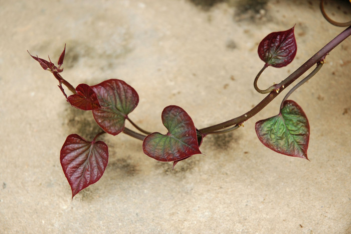 고구마 - Ipomoea batatas (L.) Lam.