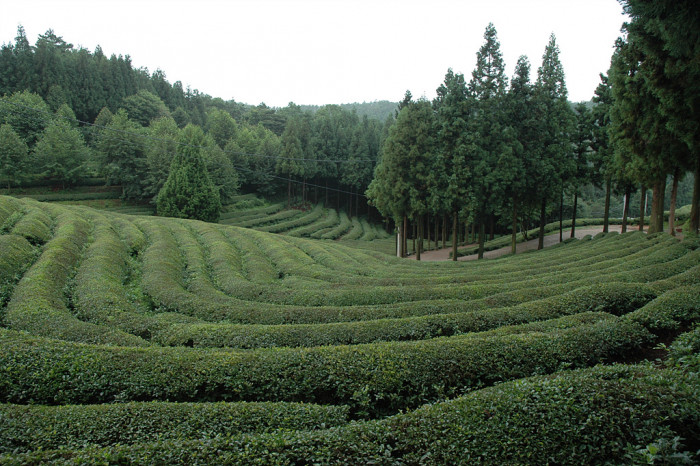 차나무 - camellia, Camellia sinensis L.
