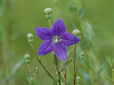 도라지 사진 - Platycodon grandiflorum Photos