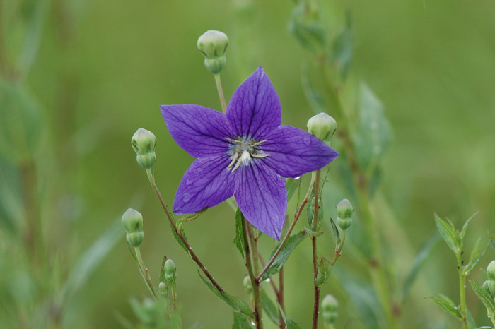 도라지 - ㅇㄹㅇㄹ, Platycodon grandiflorum