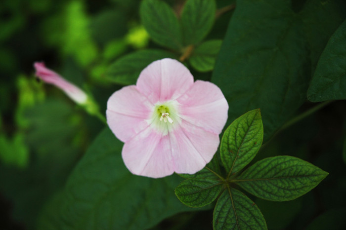 메꽃 - Morning Glory, Calystegia japonica