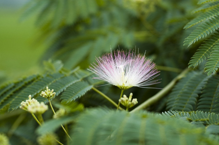 자귀나무 - Albizzia julibrissin