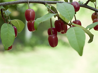 뜰보리수 사진 - Elaeagnus multtiflora Photos