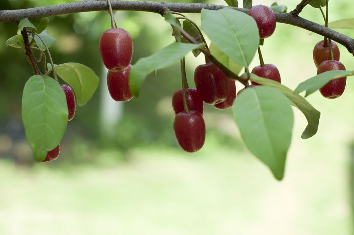 뜰보리수 - Elaeagnus multtiflora