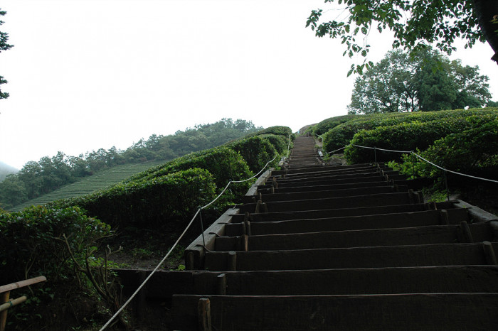 차나무 - camellia, Camellia sinensis L.