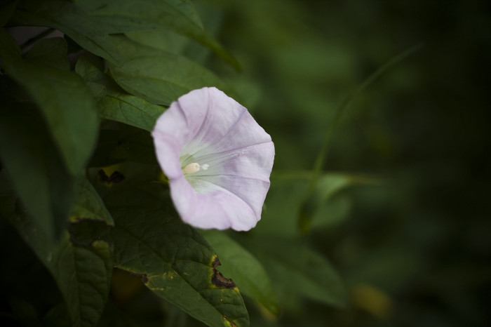 메꽃 - Morning Glory, Calystegia japonica