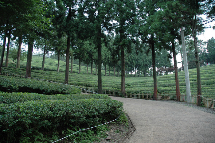 차나무 - camellia, Camellia sinensis L.