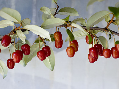 뜰보리수 사진 - Elaeagnus multtiflora Photos