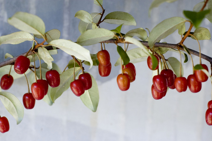 뜰보리수 - Elaeagnus multtiflora