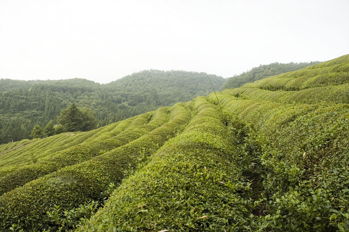 차나무 - camellia, Camellia sinensis L.