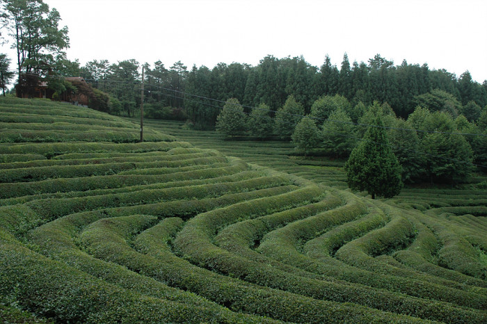 차나무 - camellia, Camellia sinensis L.