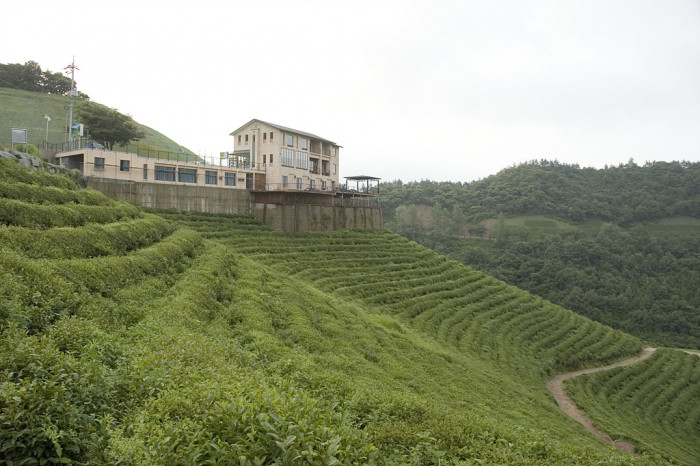 차나무 - camellia, Camellia sinensis L.