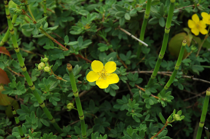 물싸리풀 - Potentilla bifurca var. glabrata Lehm.