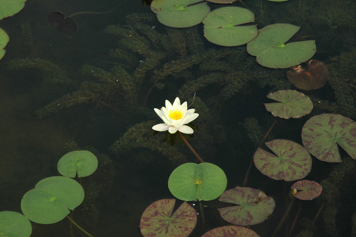 연꽃 - Nelumbo nucifera