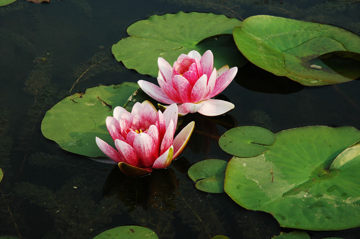 연꽃 - Nelumbo nucifera