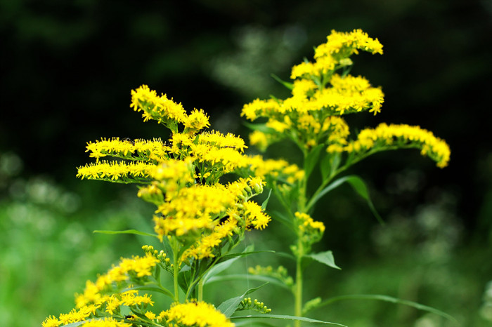 바위채송화 - Sedum polytrichoides Hemsl.