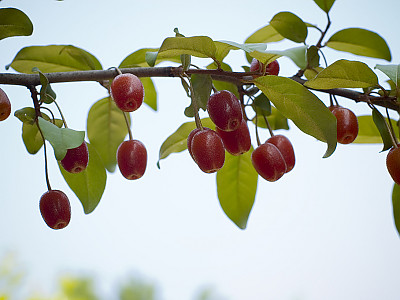 뜰보리수 사진 - Elaeagnus multtiflora Photos