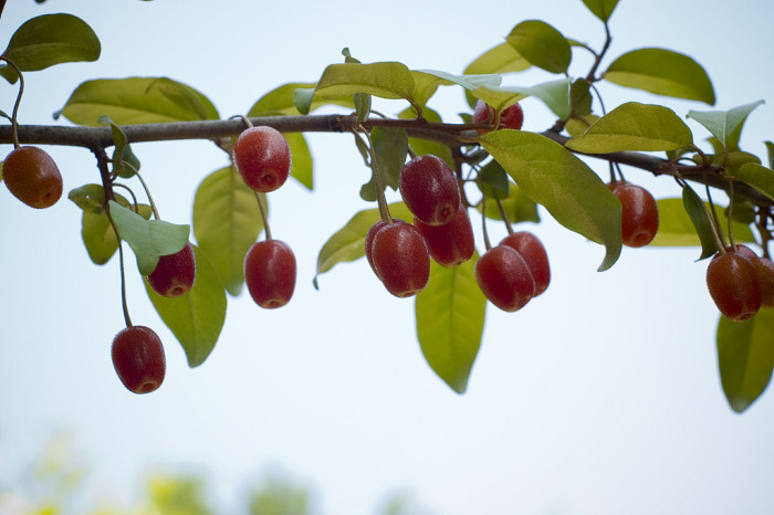 뜰보리수 - Elaeagnus multtiflora