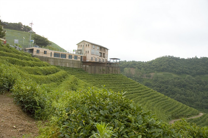 차나무 - camellia, Camellia sinensis L.