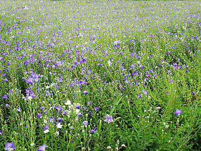 도라지 사진 - Platycodon grandiflorum Photos