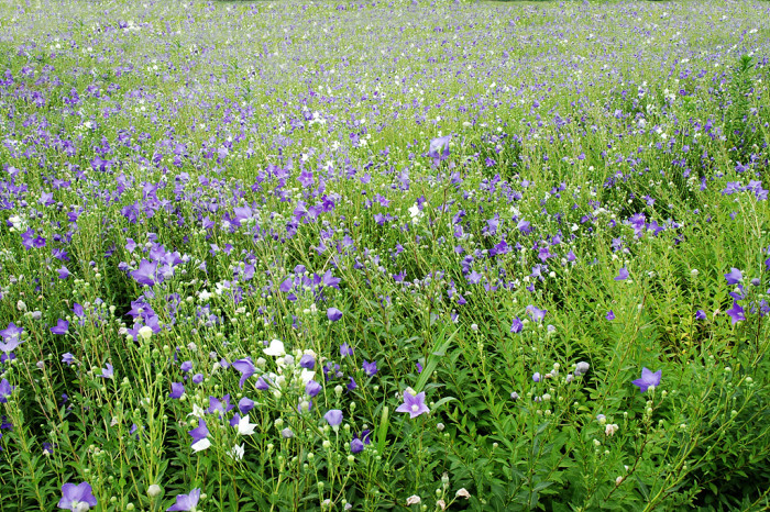도라지 - ㅇㄹㅇㄹ, Platycodon grandiflorum