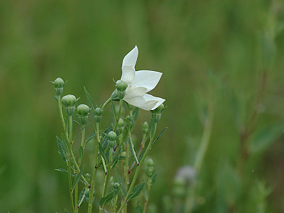 도라지 사진 - Platycodon grandiflorum Photos