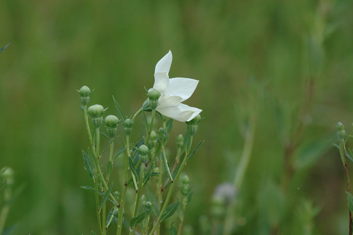 도라지 - ㅇㄹㅇㄹ, Platycodon grandiflorum