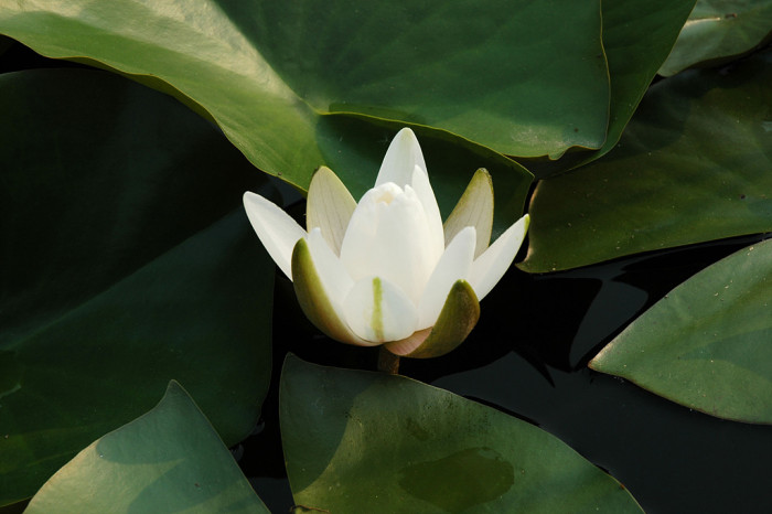 연꽃 - Nelumbo nucifera