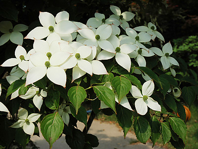 산딸나무 사진 - Cornus kousa Photos