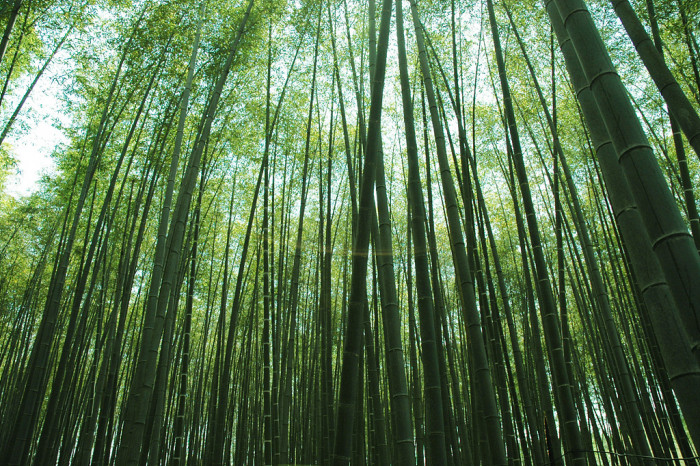대나무 - Bamboo, Bambuseae