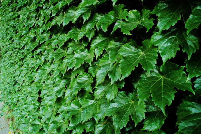담쟁이덩굴 - Parthenocissus tricuspidata
