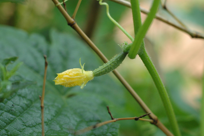 오이 - Cucumis sativus L.