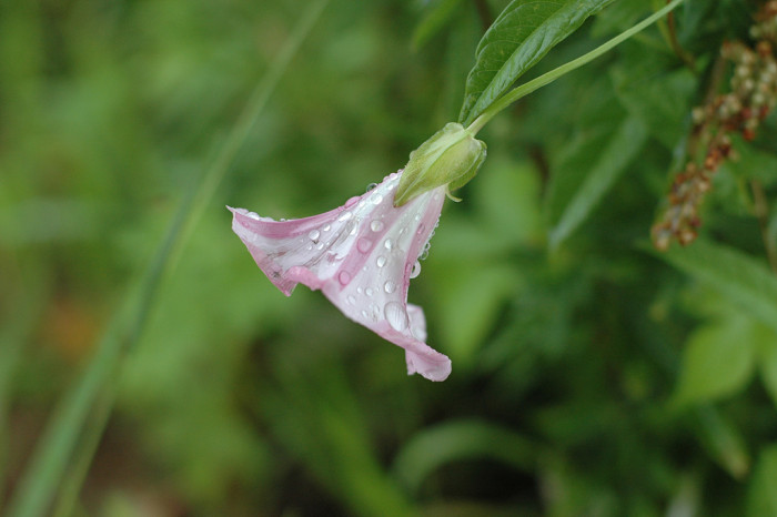 나팔꽃 - morning glory, Pharbitis nil (L.) Choisy