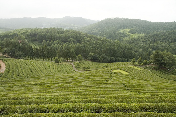 차나무 - camellia, Camellia sinensis L.