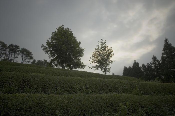 차나무 - camellia, Camellia sinensis L.