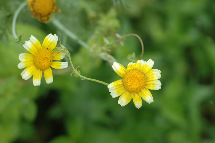 쑥갓 - Chrysanthemum coronarium L.