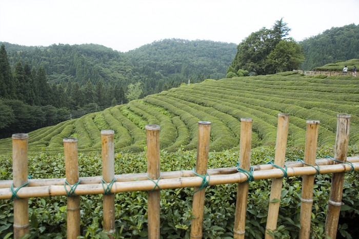차나무 - camellia, Camellia sinensis L.