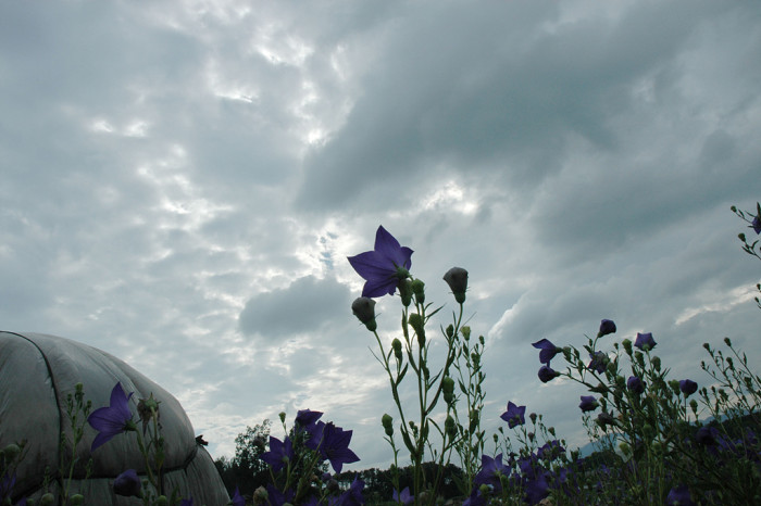 도라지 - ㅇㄹㅇㄹ, Platycodon grandiflorum