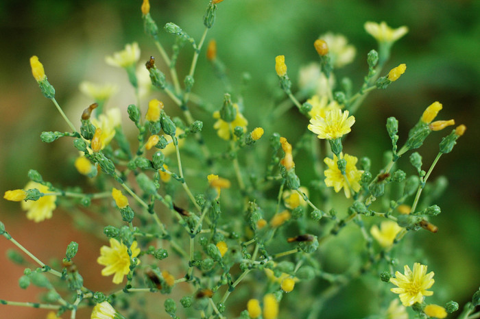 상추 - merveille de Quatre Saisons, Lactuca sativa L.